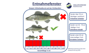 Entnahmfenster, Mittellandkanal, Elbe-Seitenkanal, adaptives Fischereimanagement, Zander, Mindestmaß, Maximalmaß