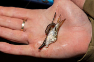 Fischfetzen, Zander, Hecht, Angeln, Sterblichkeit