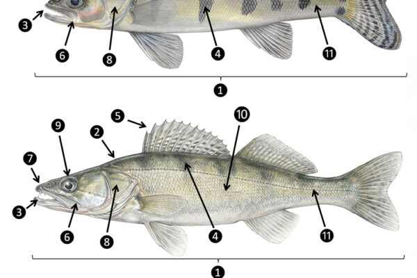 AVN_Foto_3_Merkmale_Zander-Wolgazander