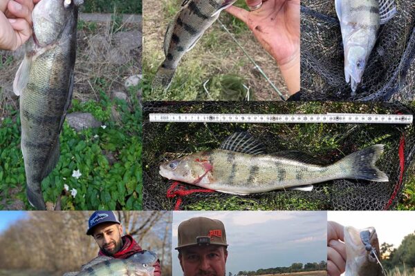 Wolgazander_Faenge_04