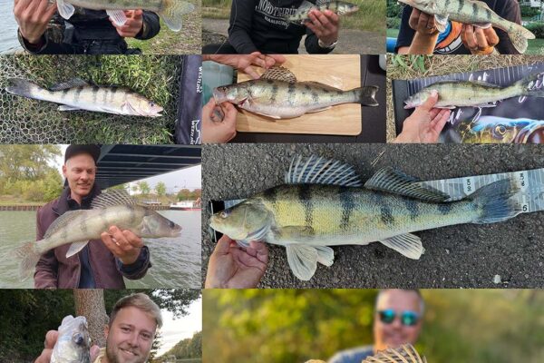 Wolgazander_Faenge_07