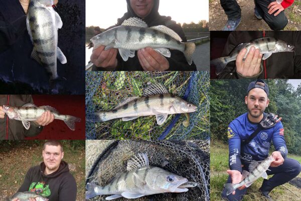 Wolgazander_Faenge_02