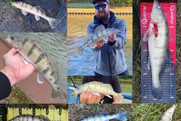 Wolgazander_Faenge_03