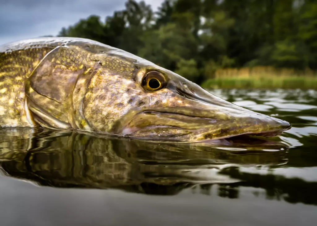 AVN-Verbandsgewaesser_HadelnerKanal-3