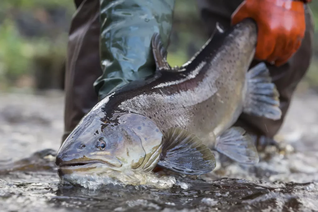 AVN-Verbandsgewaesser_Oste-2