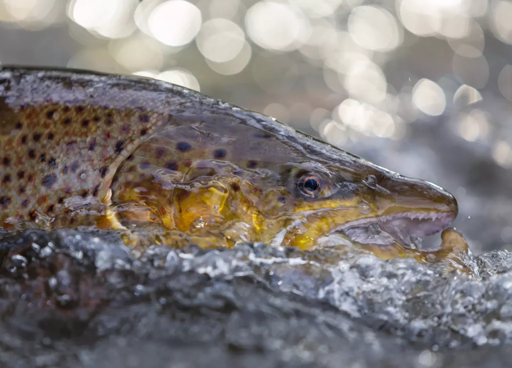 AVN-Verbandsgewaesser_Oste-5