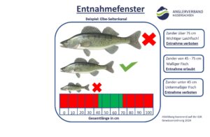 Praxisbeispiel Entnahmefenster: Am ESK gilt das Entnahmefenster für den Zander - untermaßige und übermaßige Zander müssen schonend zurück gesetzt werden.