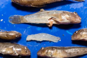 Schwarzmundgrundel als Köderfische, Mittellandkanal, Elbe-Seitenkanal, Angeln mit Köderfischen