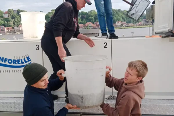 Aalbesatz_2024_AngerverbandNiedersachsen (8)