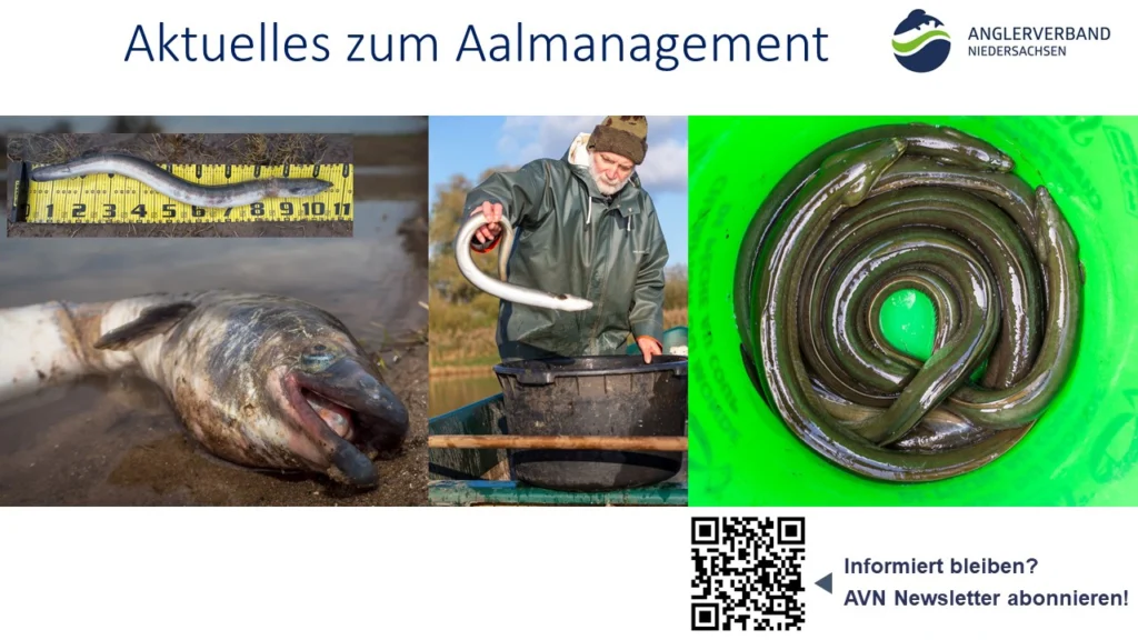 Vortrag_Aktuelles-Aalmanagement_Angelverein_AVN
