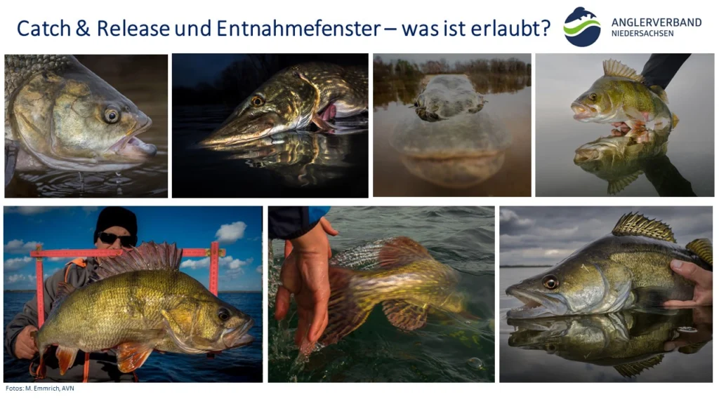Vortrag_Entnahmefenster_Catch-and-Release_Angelverein_AVN