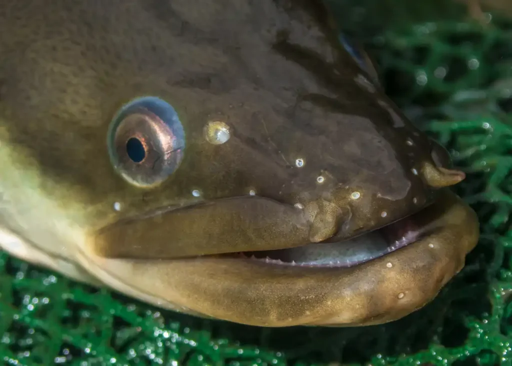 Angeln-am-Mittellandkanal_Aal_AVN