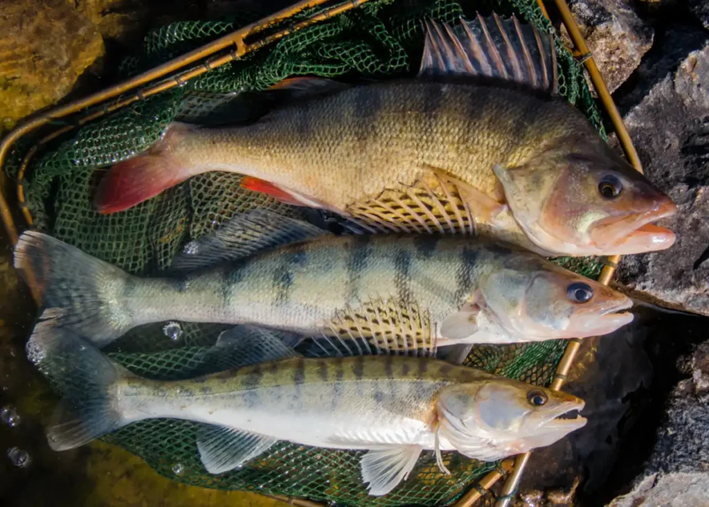 Angeln-am-Mittellandkanal_Barsch_Wolgazander_Zander_AVN