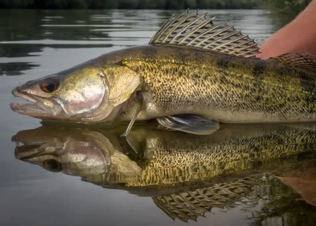 Angeln-am-Mittellandkanal_Zander_AVN