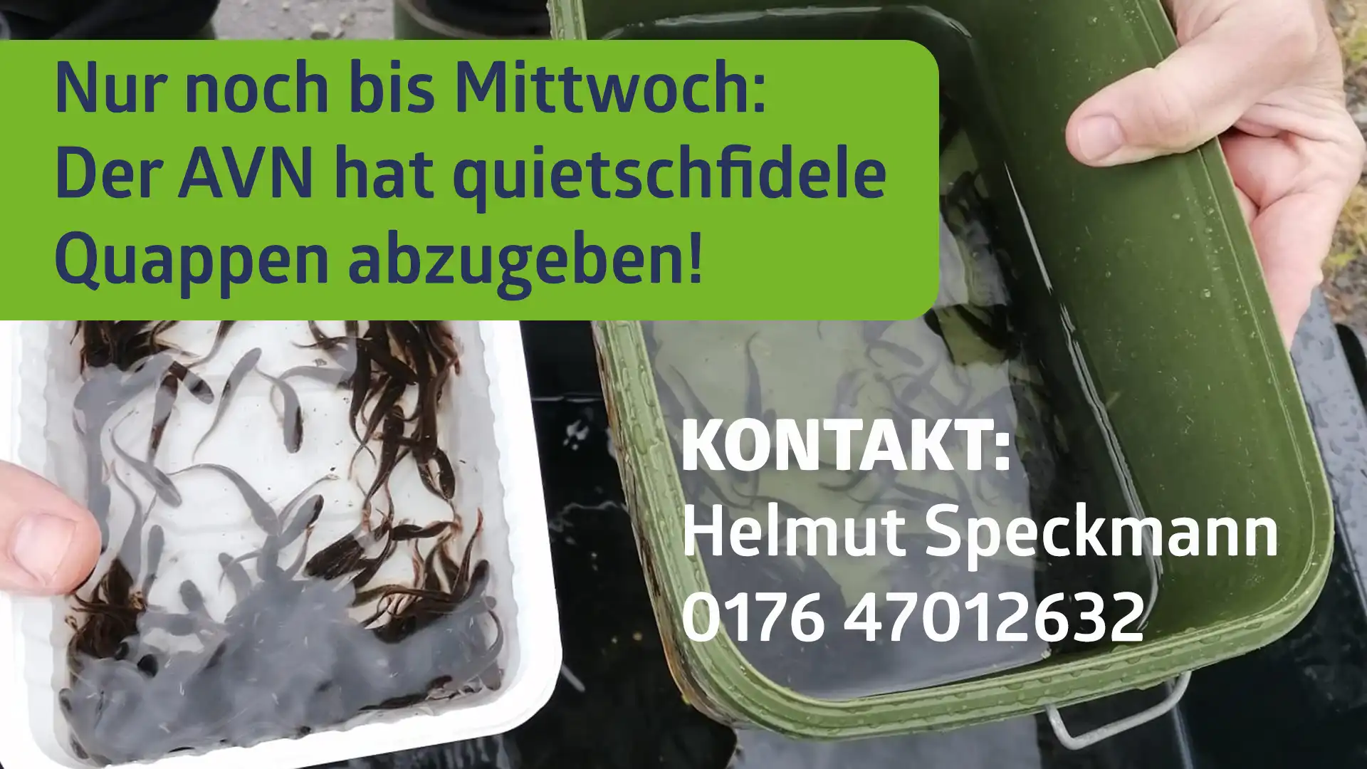 Quappe Besatzfische abzugeben