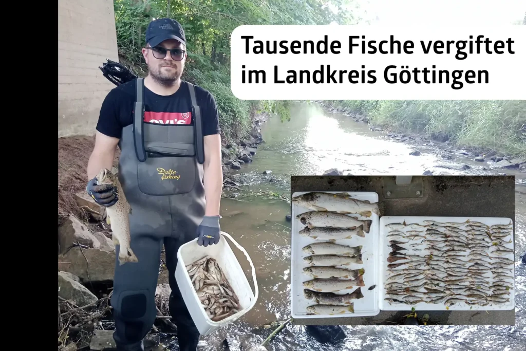 Fischsterben in Nathe und Hahle - Angler bergen Tausende tote Fische