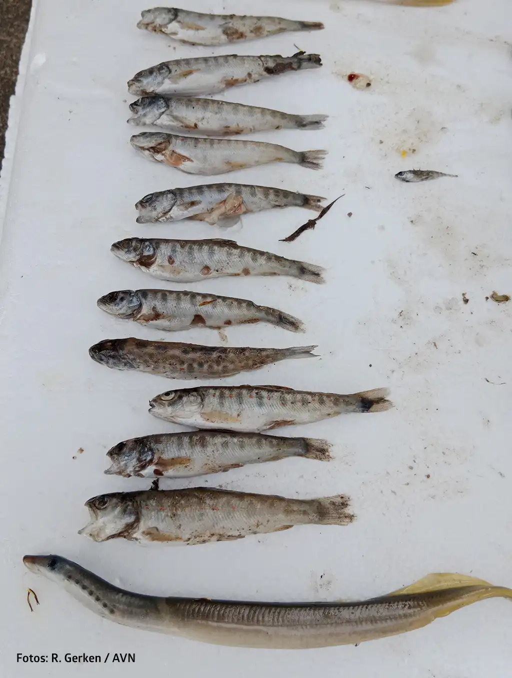 Tote Bachforellen und Bachneunauge - Opfer des Fischsterben in Nathe und Hahle, Landkreis Göttingen