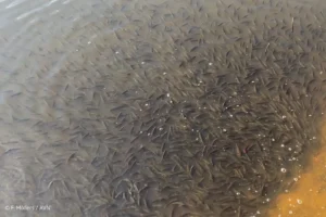 Würmsee Stadt Burgwedel Fischbergung Anglerverband Niedersachsen e.V.