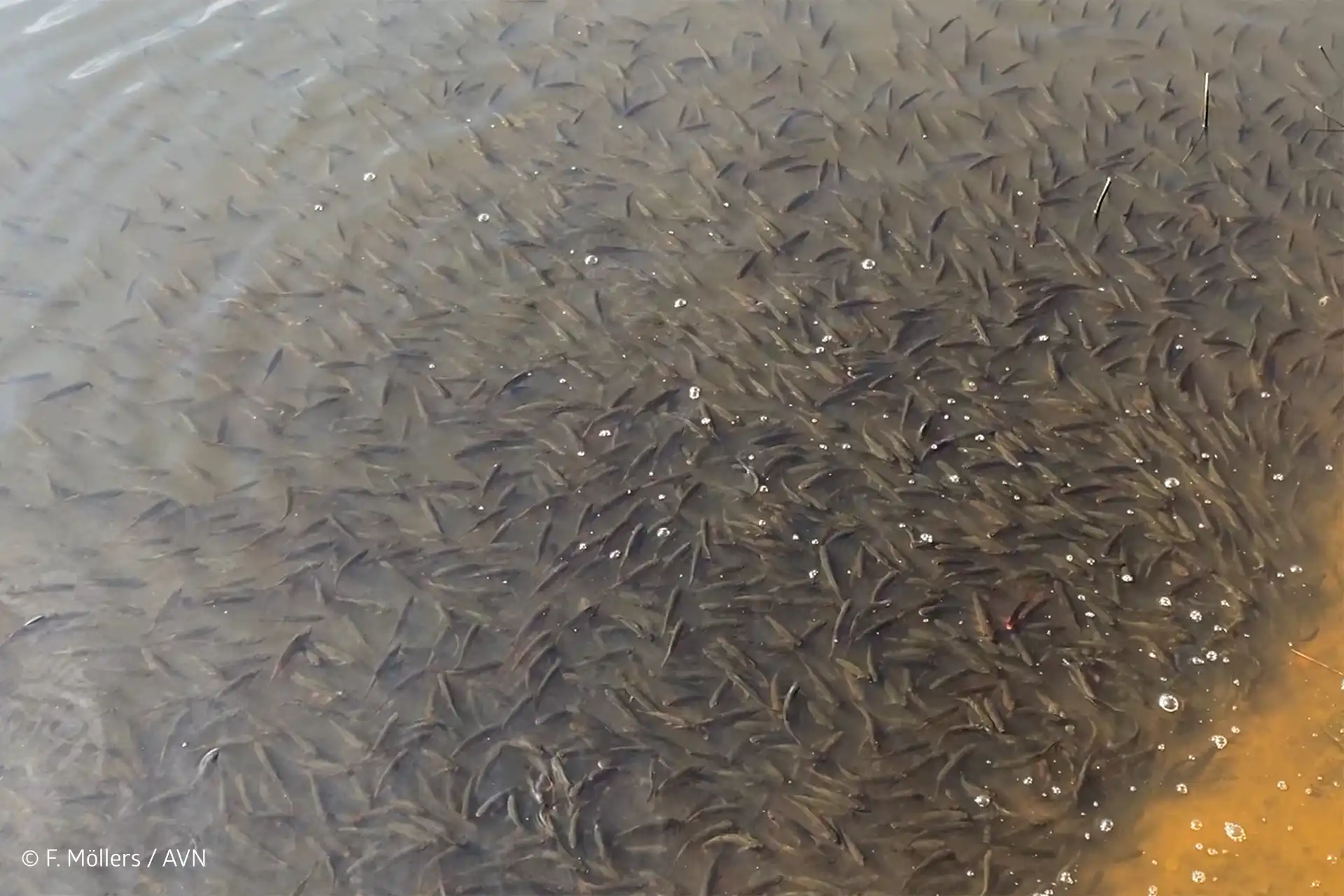 Würmsee Stadt Burgwedel Fischbergung Anglerverband Niedersachsen e.V.