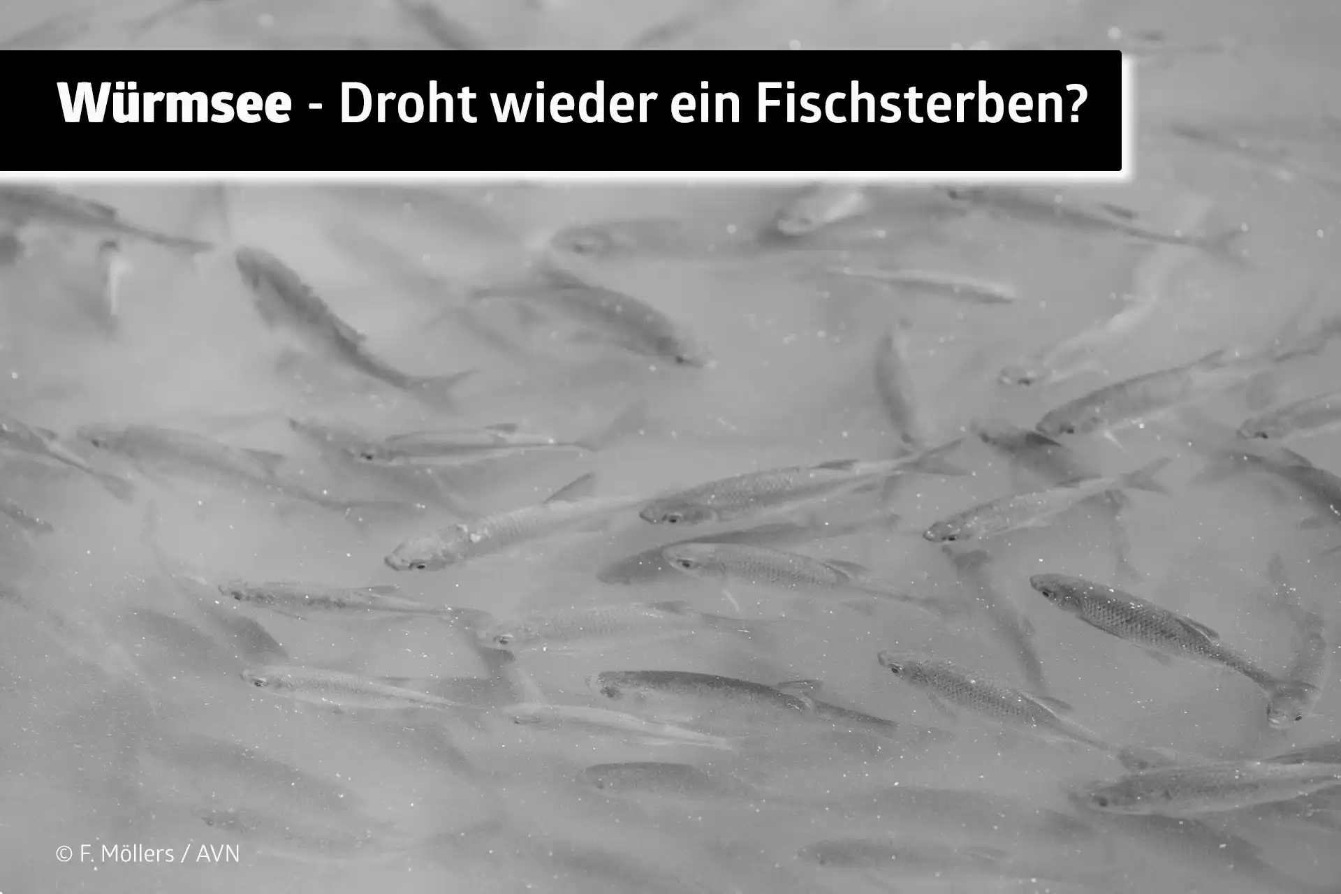 Rotfedern schnappen nach Luft im Würmsee - droht ein Fischsterben?