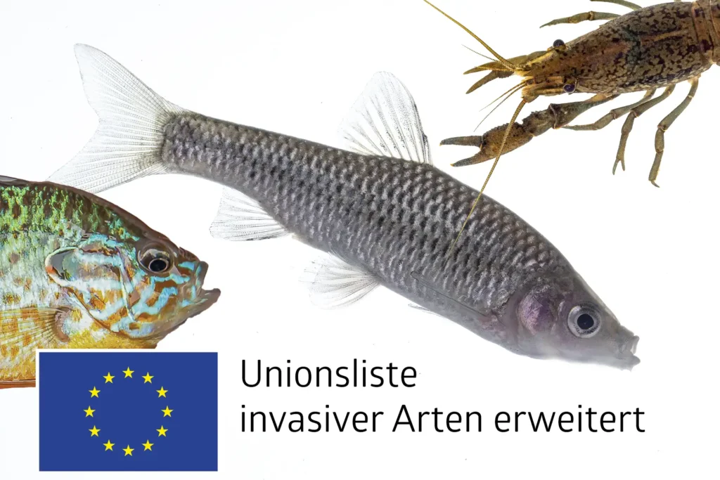 Unionsliste invasiver Arten aktualisiert