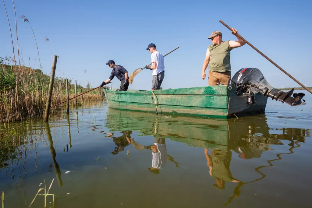 Jungfischmonitoring des AVN am Dümmer