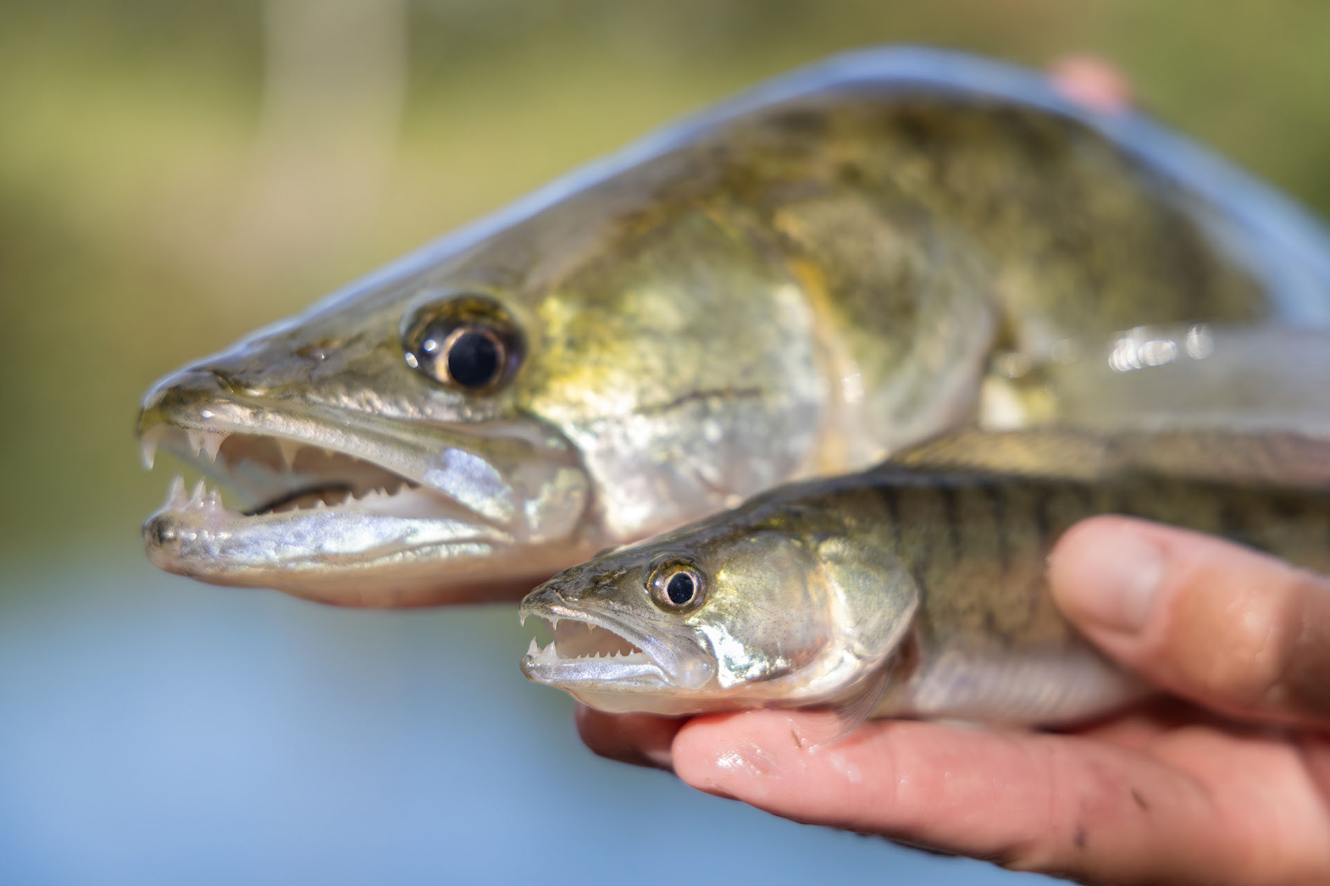 Zwei Zander aus dem Mittellandkanal