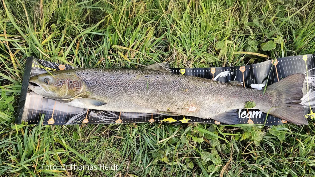 Großer Lachs in der Aller gefangen