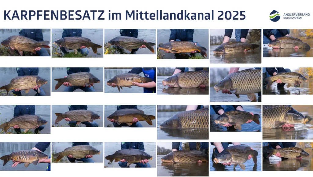 Dicke Karpfen im Mittellandkanal besetzt