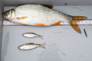 Anglerverband Niedersachsen, Dümmer See, Dümmer, Fischbestandserfassung, Fische im Dümmer, Fischarten, Fischereibiologen, AVN, Rotauge, Rutilus rutilus