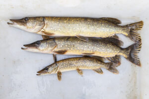 Hecht, AVN, Fischereibiologische Untersuchung, Hadelner Kanal, Wissenschaftliche Daten