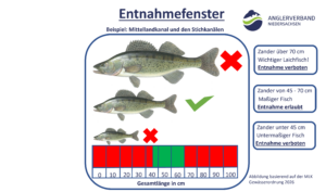 Entnahmfenster, Mittellandkanal, Elbe-Seitenkanal, adaptives Fischereimanagement, Zander, Mindestmaß, Maximalmaß