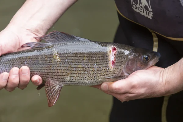 Äschen mit Verletzungen verursacht durch Kormorane