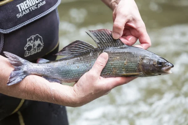 AVN_FMO_210312_113110