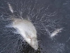 AVN-Faktencheck Eiszeit Fische