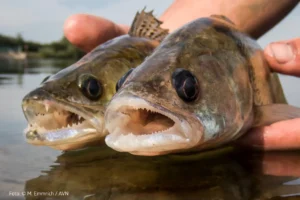 Wolgazander - AVN-Studie veröffentlicht