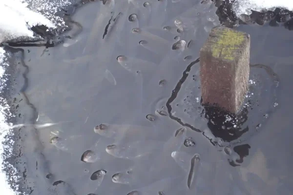 Fische-an-Atemloch-Eis_M.Emmrich_AVN