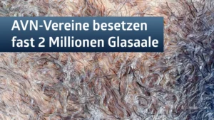 AVN koordiniert landesweiten Aalbesatz - fast 2 Millionen Aale besetzt