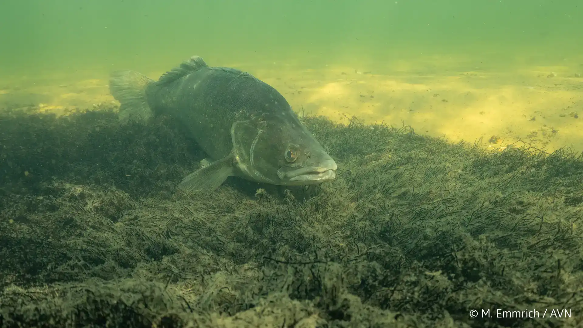 Zander - Schonzeit verlängern?